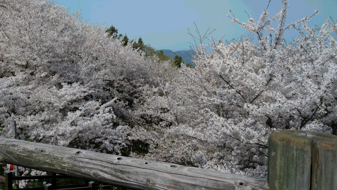 桜満開！水間寺・水間観音【広報かいづかR2.5月号】 - YouTube